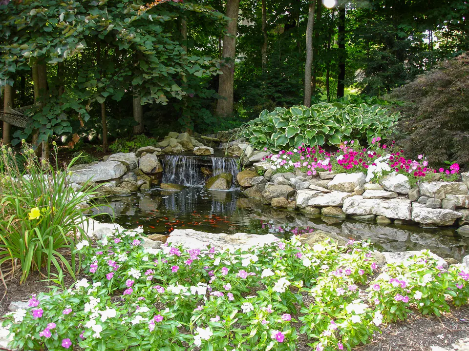 Natural stone koi pond with small waterfall, hosta, annual flowers, iris, and wooded shade planting